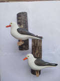 Gaviota Dominicana Decorativo Artesanal
